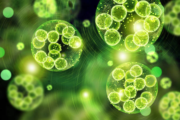 Centella Asiatica (Cica Extract)